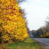 The road in autumn/Дорога в осень. Автор: Alexander Vasiliev