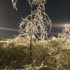 Tree in the ice/Дерево во льду. Автор: Alexander Vasiliev